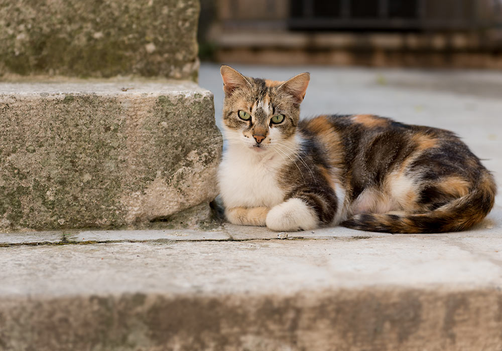 Cat in Ragusa Ibla