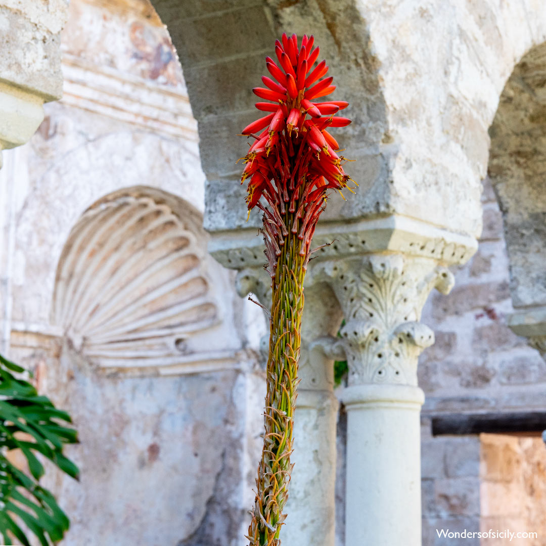 Lavender plant in the cloister garden at San Giovanni degli Eremiti in Palermo