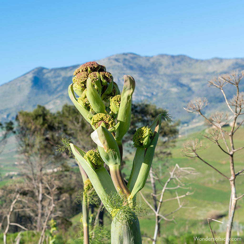 Giant fennel (Ferula communis)