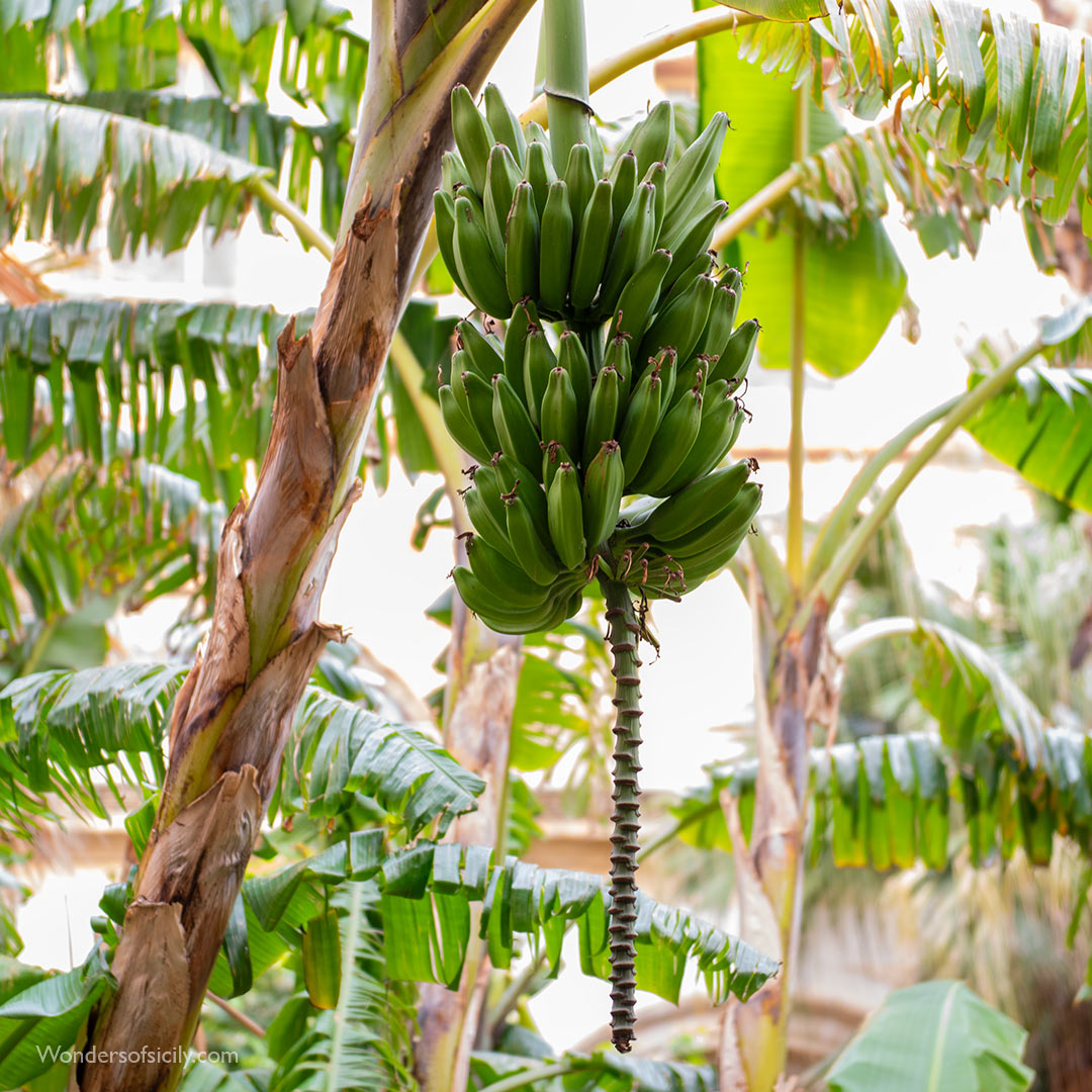 Banana plant