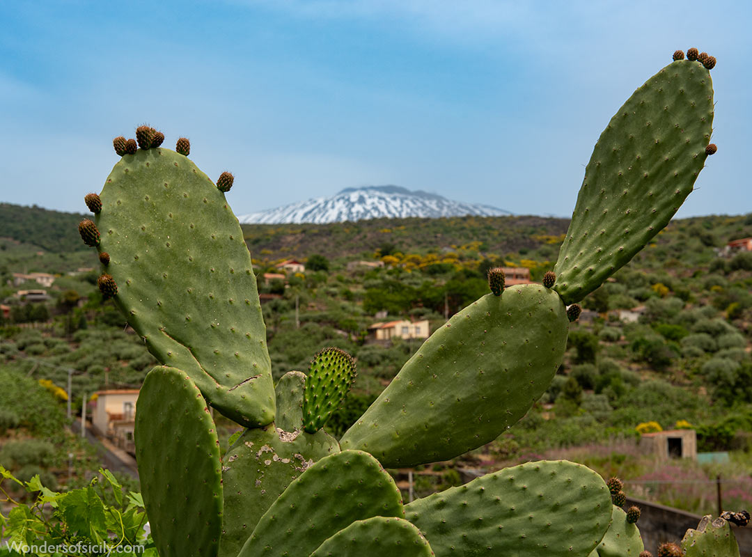 Cactus with Mount Etna in the background