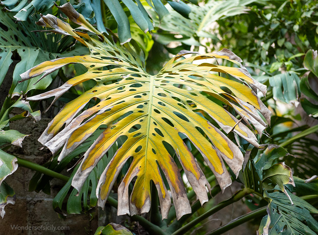 Monstera deliciosa (?)