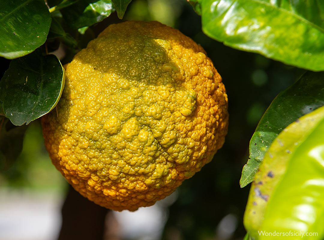 Citrus medica (?)